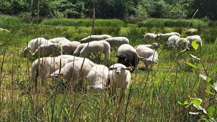 Door droogte grazen 100 Kempische schapen van ’t Hallehof vroeger dan andere jaren bij PIME