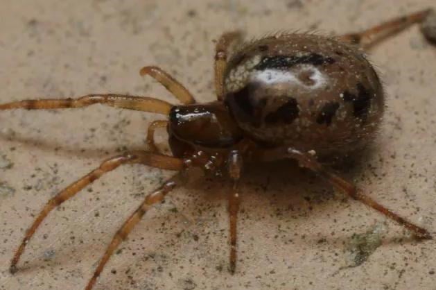 Mediterrane spinnensoort met tandkaken duikt voor eerst op aan Belgische kust