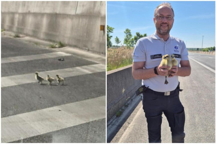 Politie plukt drie ganzenkuikens van de snelweg A11: “Hebben ze vrijgelaten aan een plas”