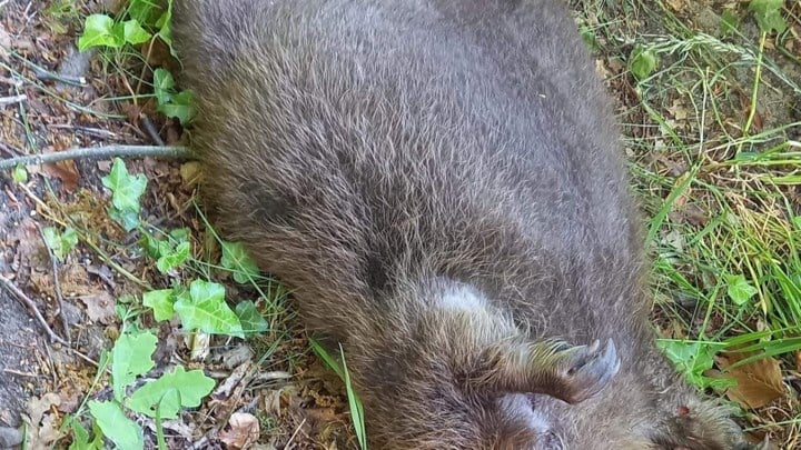Bever doodgereden op Lierselei in Oostmalle