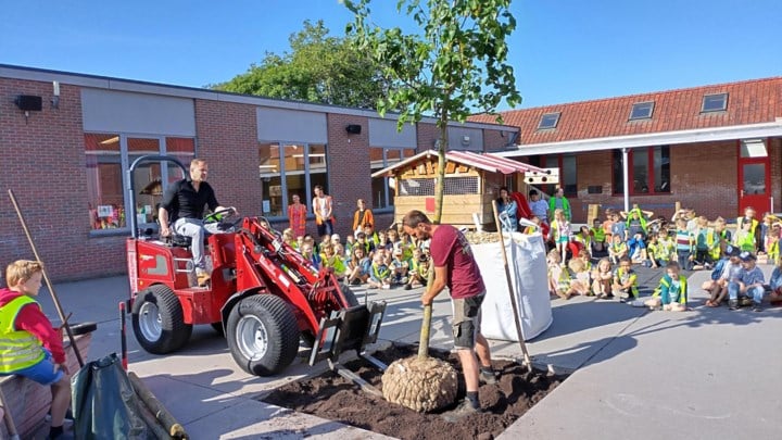 Basisschool Scharrel wint Oxfam-scholenactie en plant boom op speelplaats: “Zo wordt plein een beetje groener”
