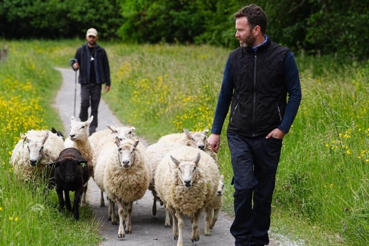 Aaien mag, voederen niet: schattigste grasmaaiers van de stad gaan weer op pad