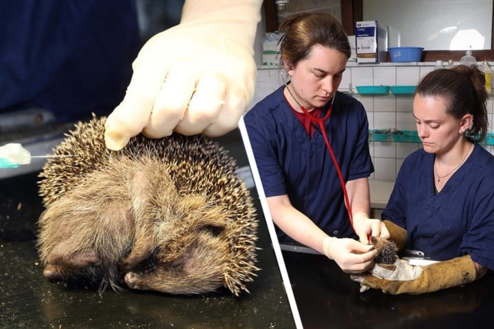Aantal doodzieke egels in Natuurhulpcentrum piekt: 100 egels in 15 dagen tijd