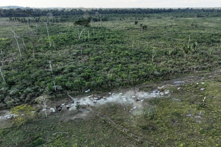 Nog ‘slechts’ zeven gekapte bomen per seconde: ontbossing in Brazilië op laagste peil in zes jaar