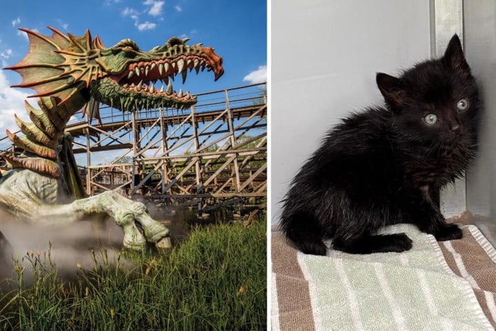 Twee kittens aangetroffen in achtbaan van Efteling: “Wat een avontuur heeft ze meegemaakt”