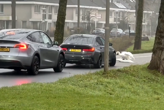 Parende zwanen op midden van de weg veroorzaken kleine opstopping in  Nederland