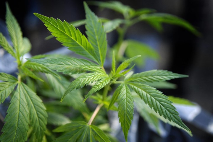 Wietplantage in rijtjeshuis ontdekt en opgerold
