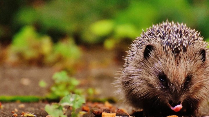 Putte bezegelt samenwerking met VOC Neteland voor opvang van vogels en wilde dieren