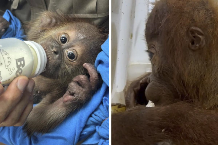 Baby orang-oetans gered van smokkelaar in Thailand