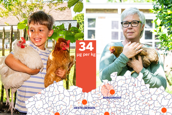 Deze kippenhouders schrikken zich een hoedje: “Hoezo te veel PFAS in onze eitjes? Wij wonen in landbouwgebied”