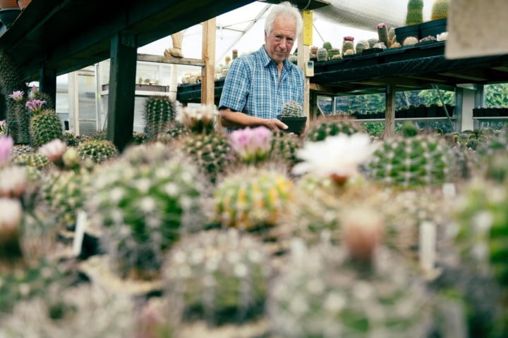 “Mijn verzameling is mijn passie”: Paul Theunis uit Paal verzamelde maar liefst 6.000 cactussen