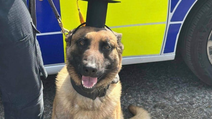 Politiehond Juul ingelijfd in korps van politie Sint-Truiden-Gingelom-Nieuwerkerken