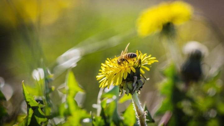 Vlaams Belang Deurne voert actie voor Vlaamse bij
