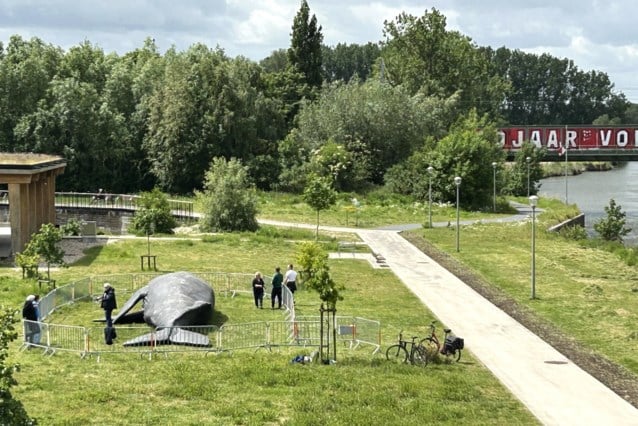 Walvis aangespoeld op Kortrijk Weide: “Resultaat van sociaal-artistieke expeditie”