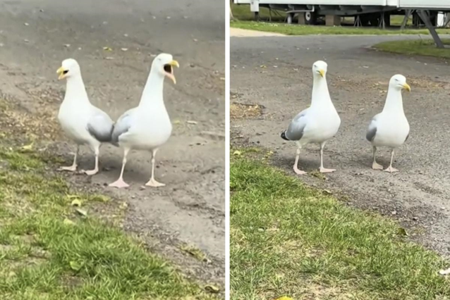 Laura (37) verbaasd wanneer ze meeuwen hoort miauwen: “Waarom klinken jullie als katten?”