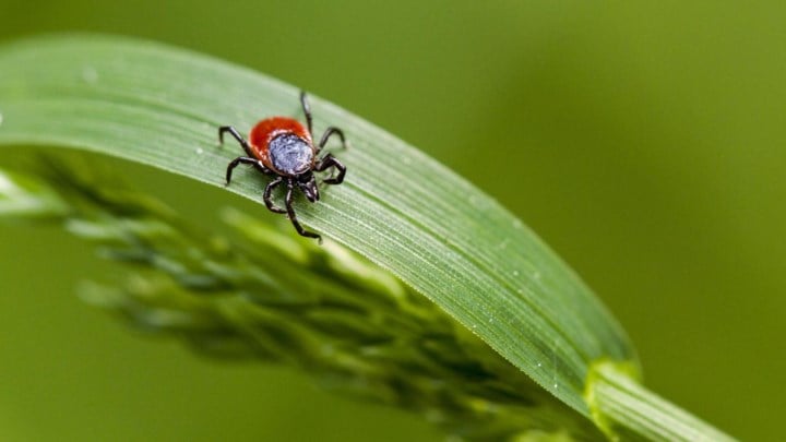 Een op vijf teken in tuin kan ziekte van Lyme veroorzaken: “Controleer jezelf na elke activiteit”