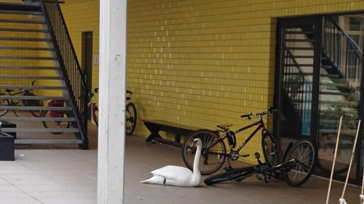 Antwerpse school krijgt verrassingsbezoek van verloren gevlogen zwaan: “Landing verkeerd ingeschat”