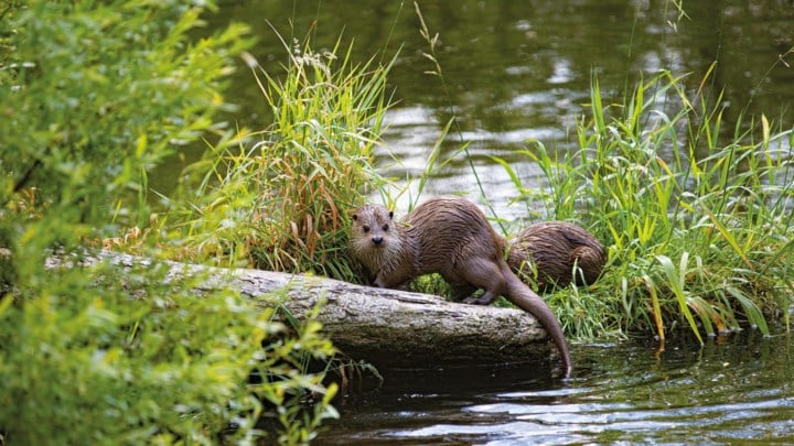 Otter keert terug naar Limburg: deze 6 gemeenten bundelen hun krachten om waterlopen veiliger te maken