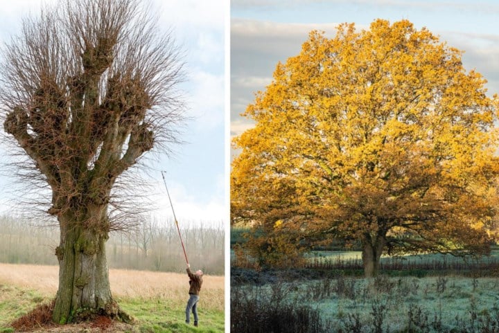 Provincie valt in de prijzen door enten van historische bomen: “Erfgoedbomen zijn zowel ecologisch als cultureel enorm waardevol”