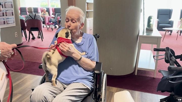 Zeven mopshondjes brengen Carla (82) een laatste ode aan haar liefde voor viervoeters