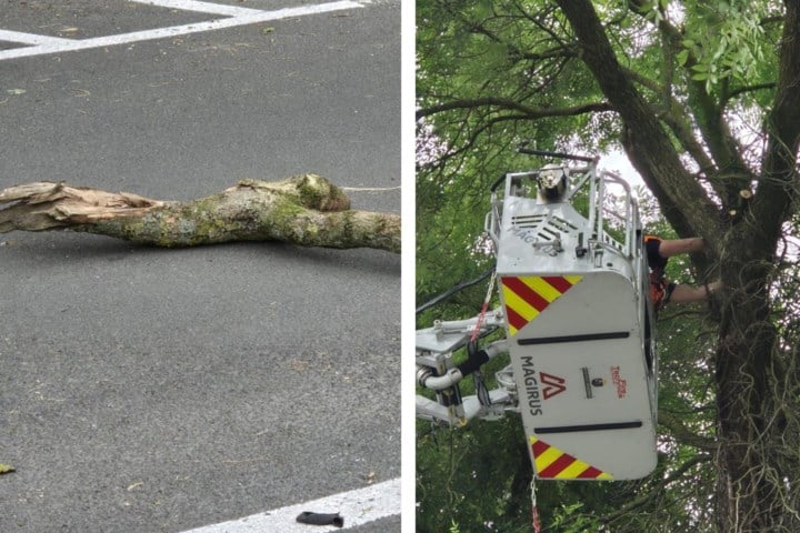 Brandweerinterventie voor loshangende tak in Pastoriepark: “Snoeiwerken zijn in voorbereiding”