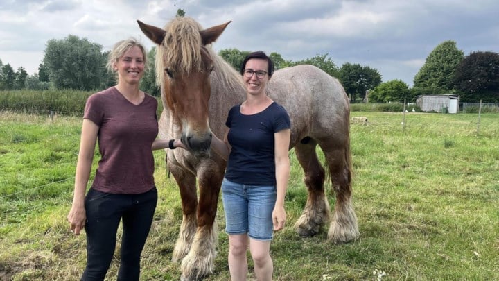 Trekpaard Elixir en ruiter Hilse die de lift pakten van voetgangerstunnel overnachten in Stal Groenenhoek