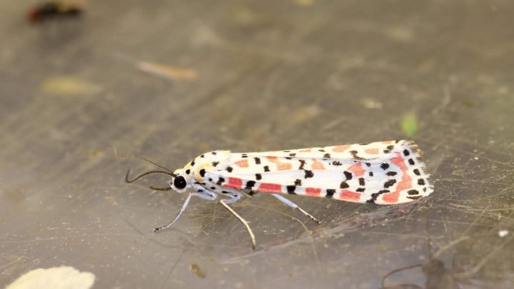 Boommarter en prachtbeer gespot in Oelegem, fitis in Malle een ooievaar in Zoerselbos