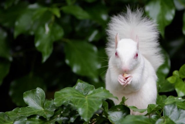 Giedrius en Dalia spotten zeldzame albino eekhoorn in hun tuin: “Leek alsof ie poseerde”