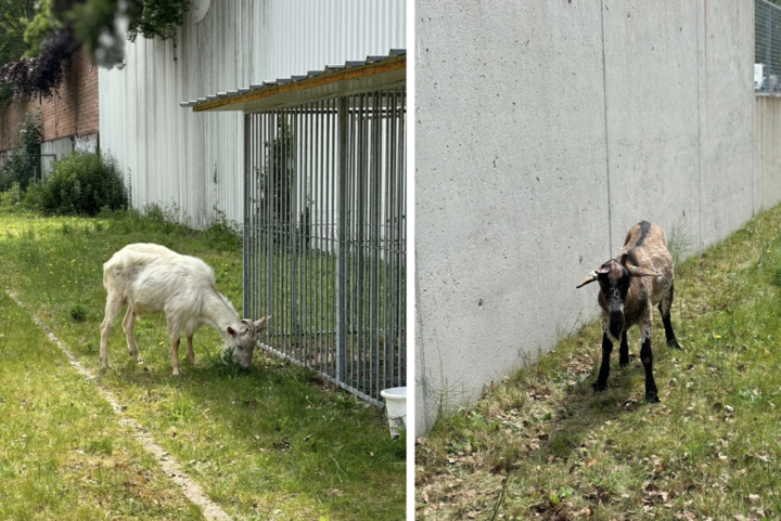 They tied goats and left them in their own droppings, so torque gets a lifetime ban to keep animals: « They vibrated continuously » (Eeklo)