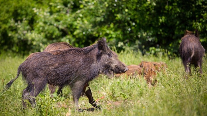 Dirk Draulans lanceert hypothese in jongste column: zijn Ranstse zwijnen weesbiggen wier moeder in Ardennen door Vlaamse jagers werd afgeschoten?